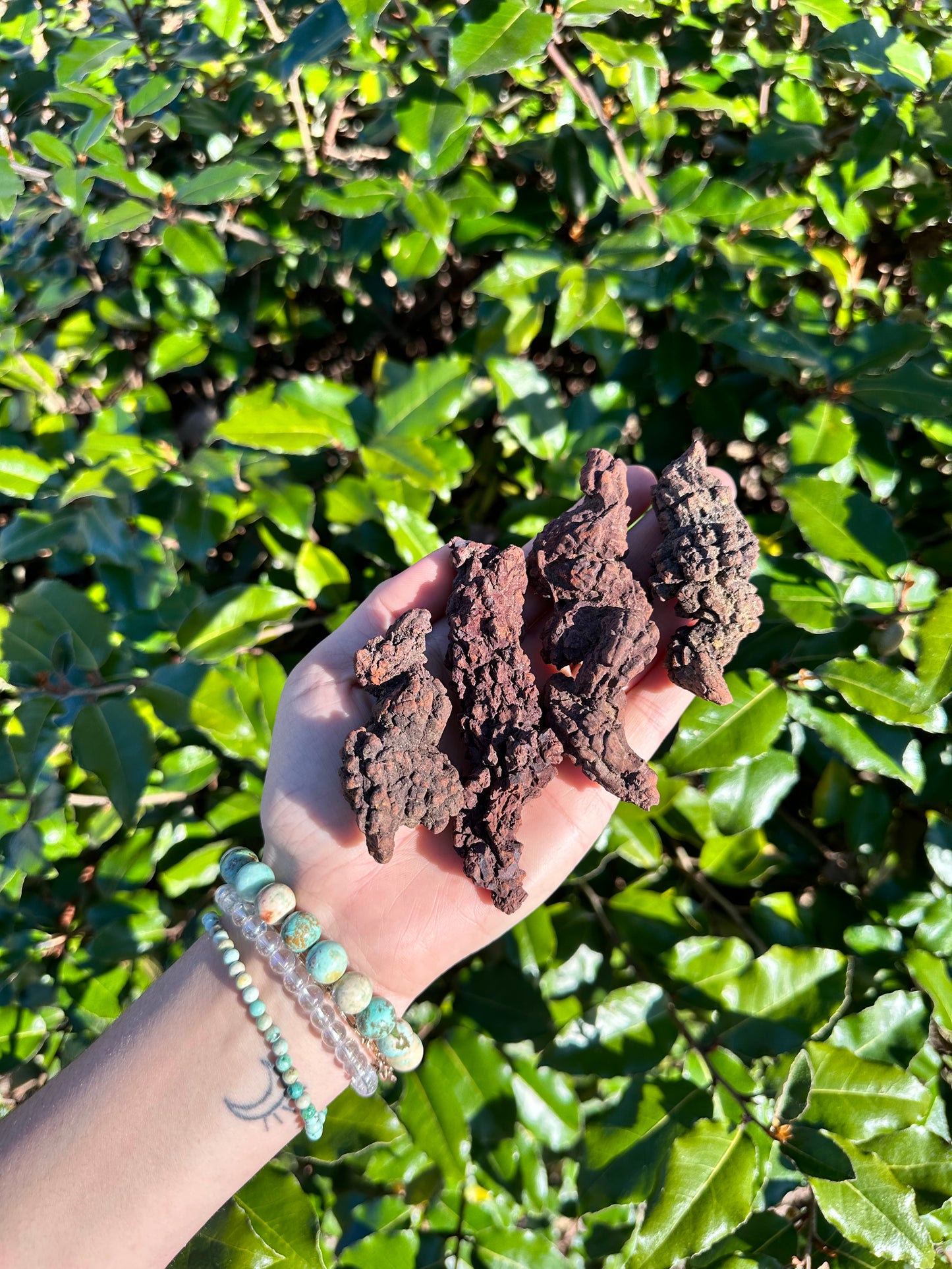 Coprolite Fossil aka Dinosaur Droppings