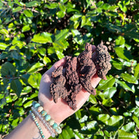 Coprolite Fossil aka Dinosaur Droppings