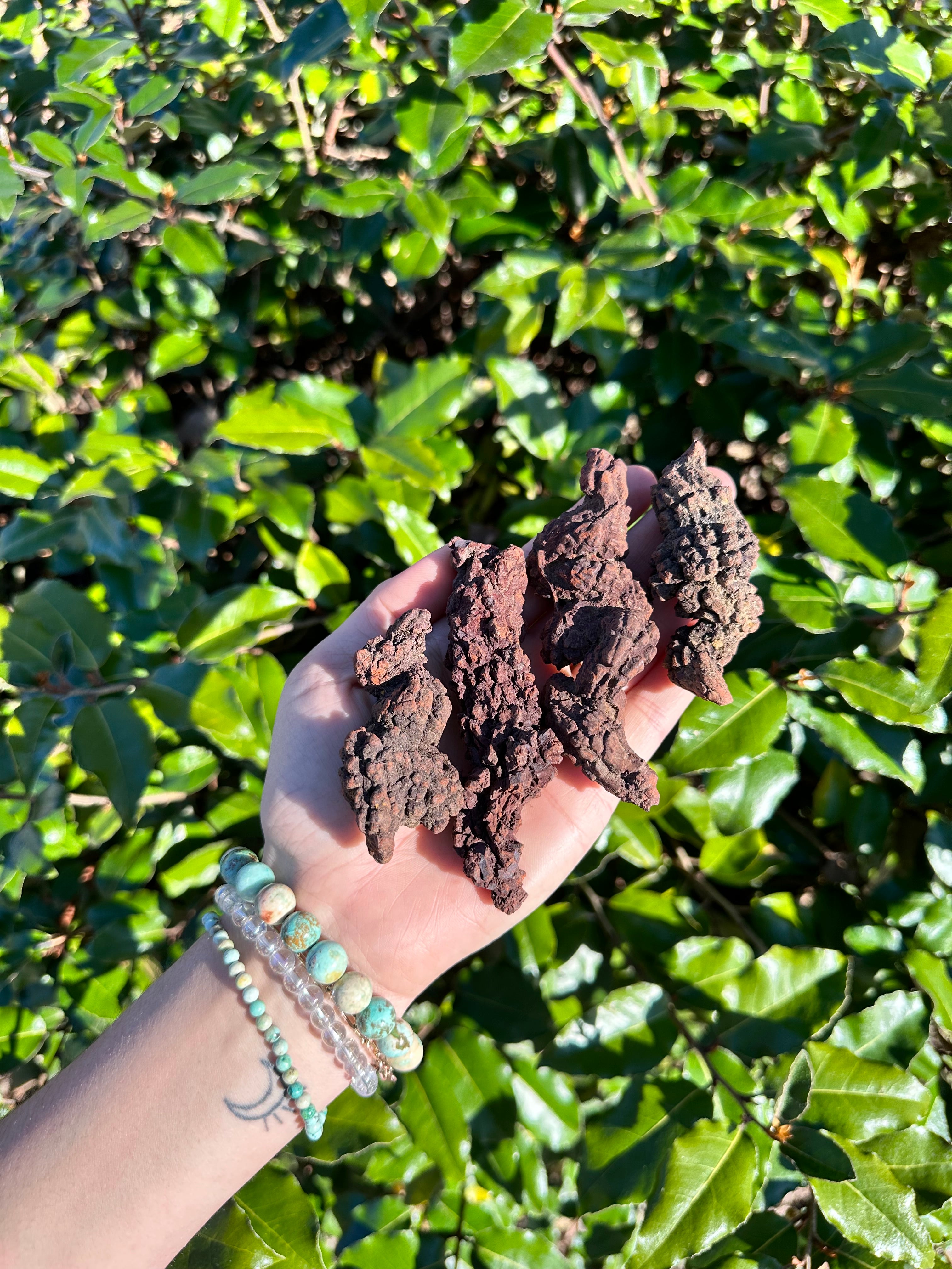 Coprolite Fossil aka Dinosaur Droppings