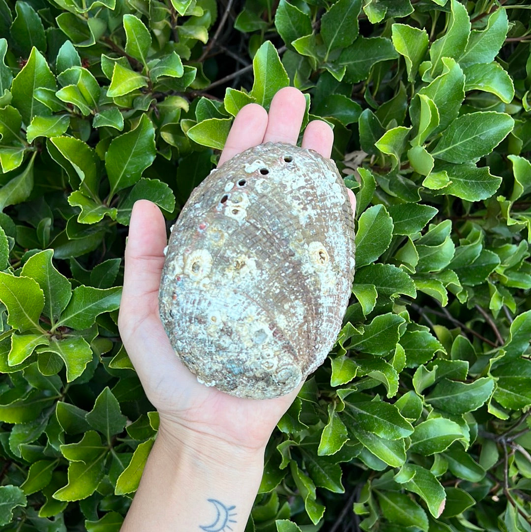 ABALONE SHELL SMUDGE BOWL