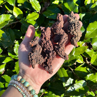 Coprolite Fossil aka Dinosaur Droppings