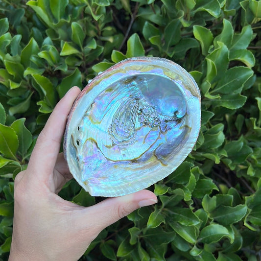 ABALONE SHELL SMUDGE BOWL