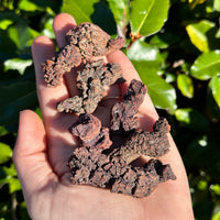 Coprolite Fossil aka Dinosaur Droppings