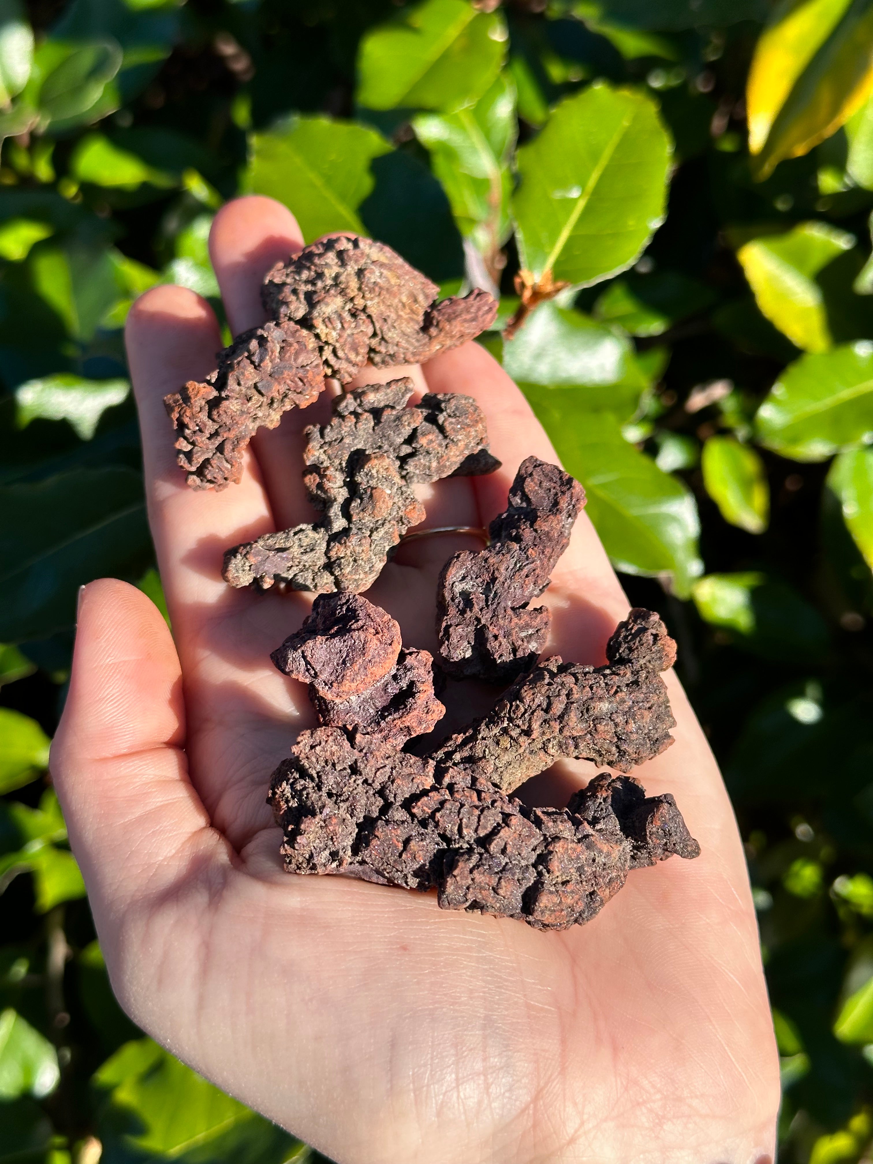 Coprolite Fossil aka Dinosaur Droppings