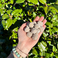 DESERT ROSE SELENITE minis