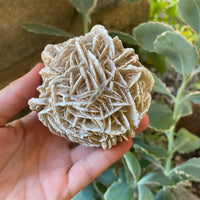 GYPSUM DESERT ROSE