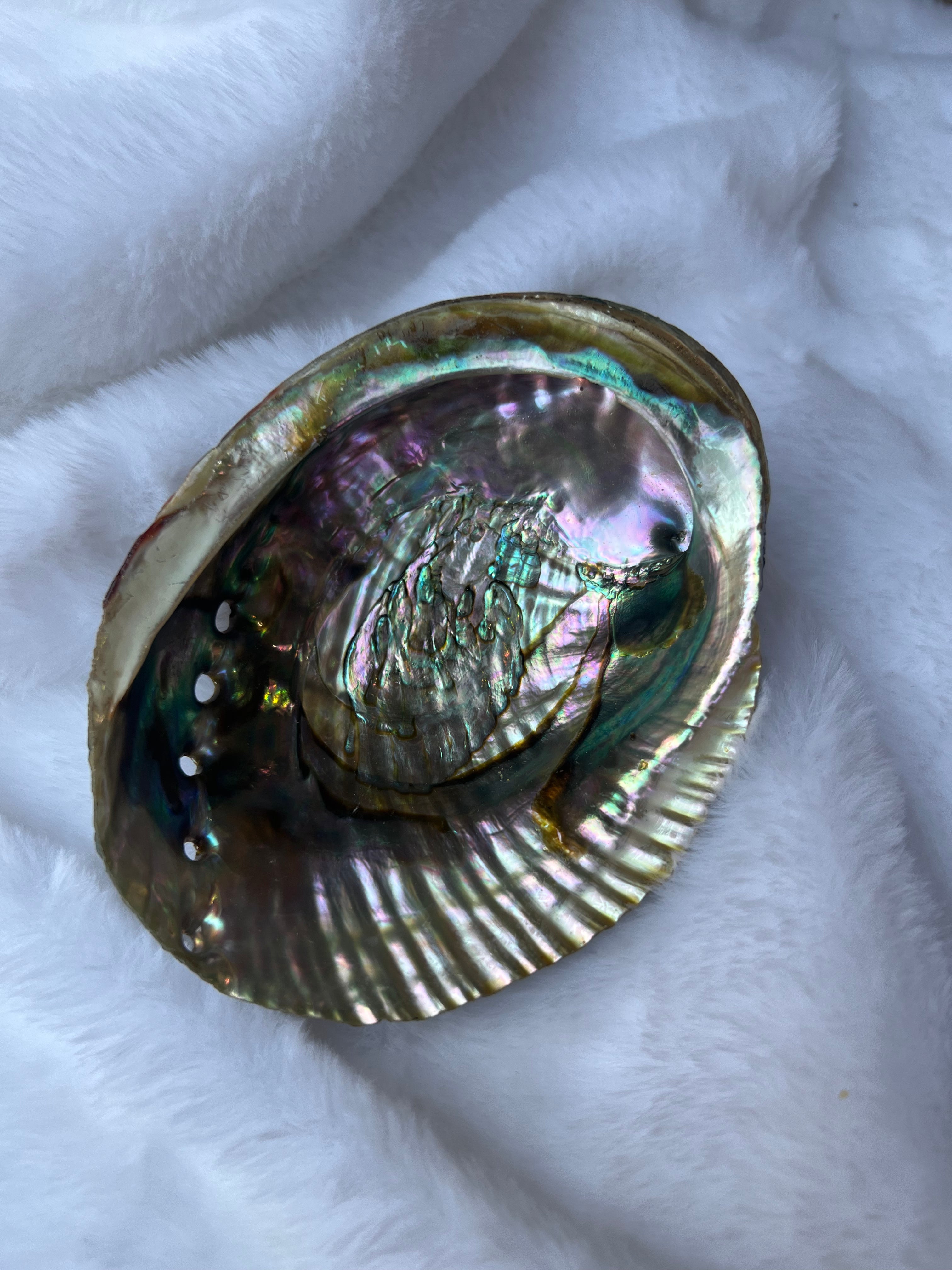 ABALONE SHELL SMUDGE BOWL