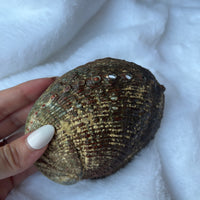 ABALONE SHELL SMUDGE BOWL